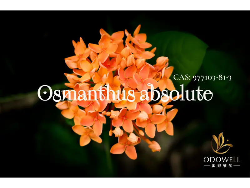Osmanthus Absolute – natūralus ODOWELL parašas, skirtas elegantiškoms rytietiškoms gėlėms
